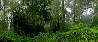 Jungle, halfway up Rinjani on Lombok, Indonesia