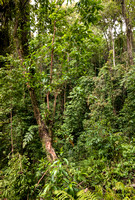 Jungle on Tambora's lower slope