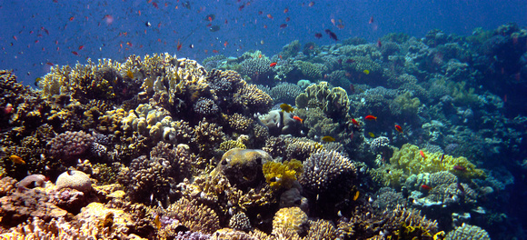 Coral on the outer Edge of the Blue Hole