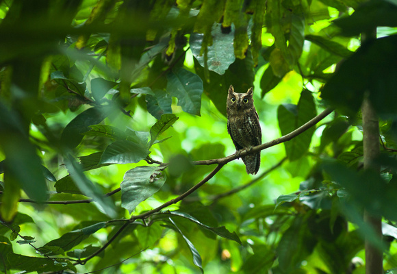Sulawesi Scops-owl