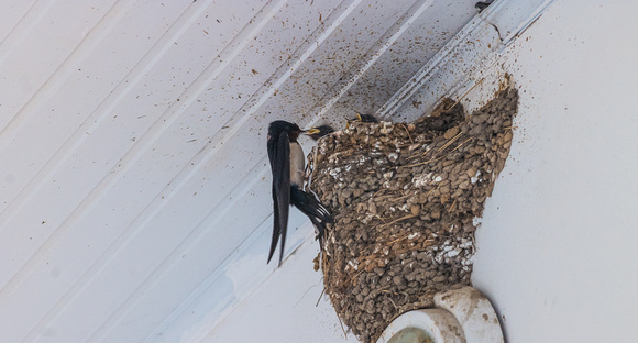 Swallow's nest in Guesthouse Baki