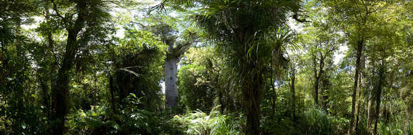 Tane Mahuta: Largest Kauri tree in NZ