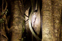 Spectral Tarsier