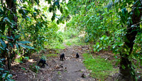 Celebes crested macaque (Macaca nigra)