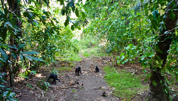Celebes crested macaque (Macaca nigra)