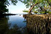 Bunaken Mangroves