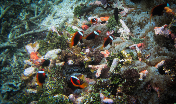 Anemone fish Hotel, snorkel picture.