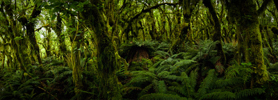 Milford Track: Nothofagus Forest in upper Arthur Valley